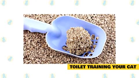 Cat training - Litter box training