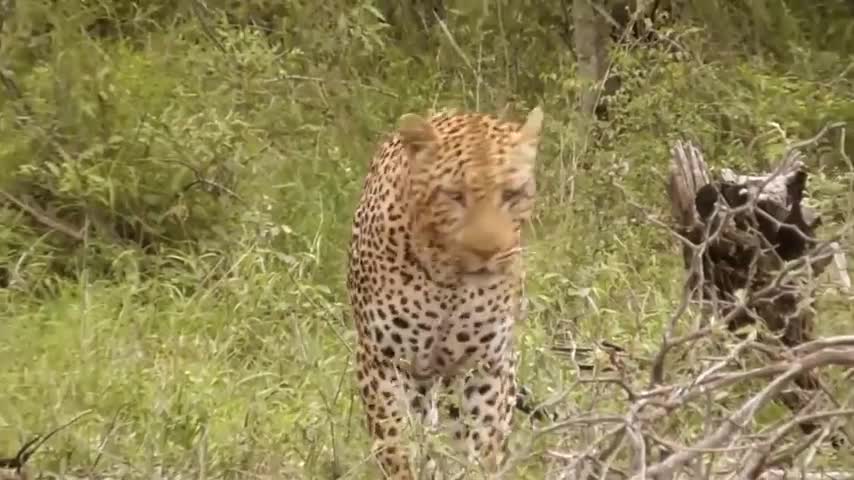 Leopard vs Monitor Lizard Real Fight | Hungry Leopard Hunt Lizard But Fail | Most Amazing Attack