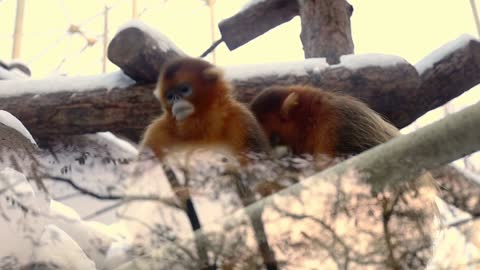 Animals chilling video