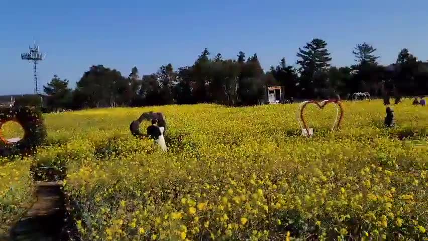 Yellow rapeseed flowers were in full bloom.