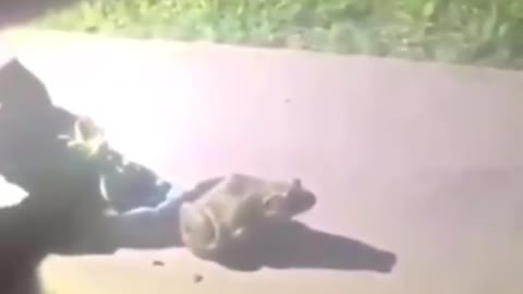 Frog surprise