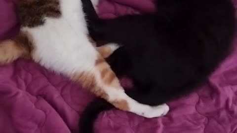 baby cats who fight with pranks.