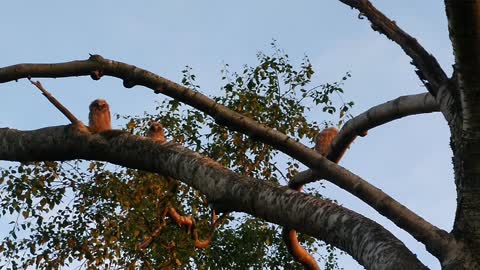 Hornuggla Longeared Owl Asio Otus