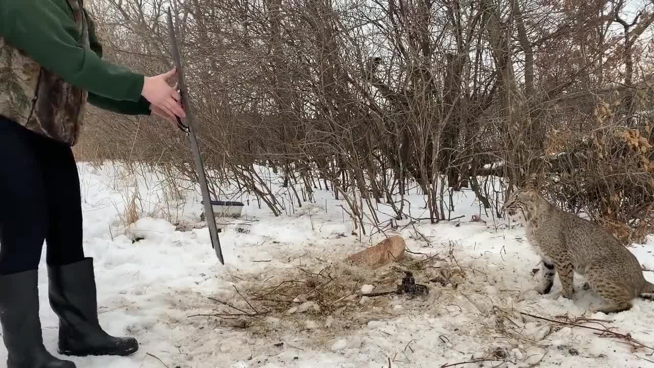 Bobcat Release