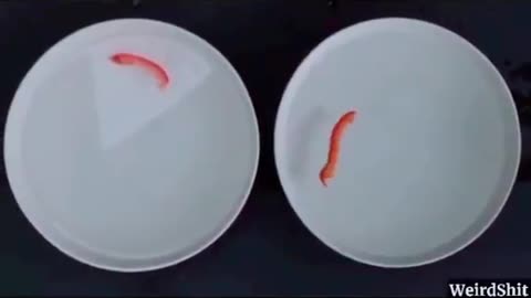 Watch GMO tomato & wheat SWIM in salt water Fish Gene Effect