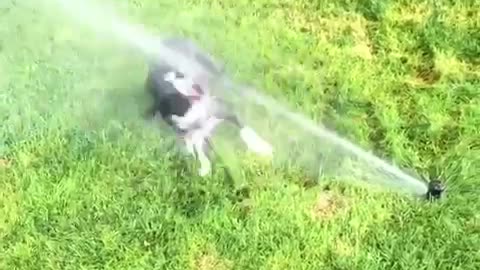 Small black dog trying to attack sprinkler on grass