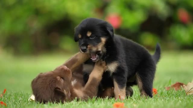 Cute_Puppy_Baby_Dog_Playing_In_The_Green_Park(360p)