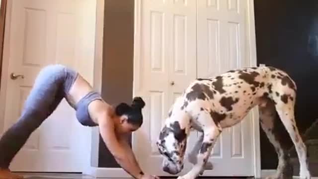 Best Funny Animal Videos 2022 😺 Funny The Great Dane Dog Videos 😁 Funniest Dog Videos 😁😇