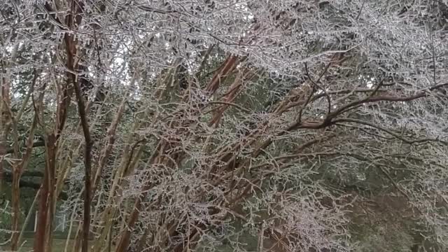 Frozen ❄️ Tree