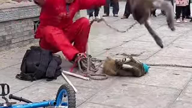 Funny monkey clip videos #Short - YouTube