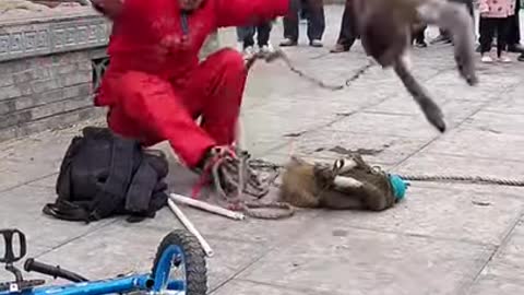 Funny monkey clip videos #Short - YouTube