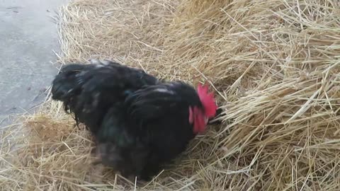 First egg to the Valley quails 17.2.2023