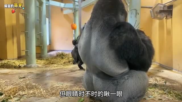 Gorilla watching baby