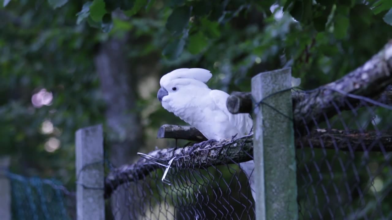 A dancing white parrot