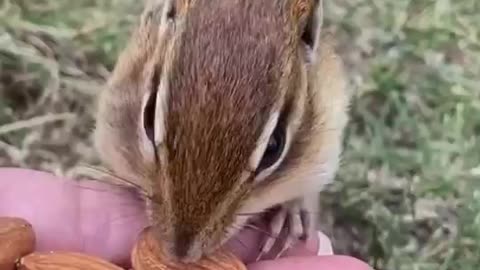 (1) little squirrels eat