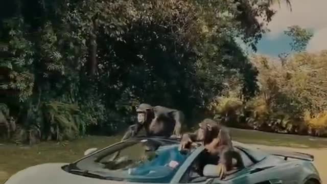 Orangutan who can drive