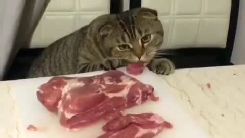 steal a piece of meat to eat