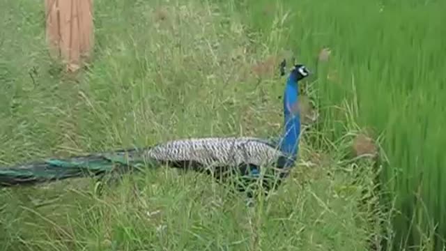 Beautiful Peacock Flying