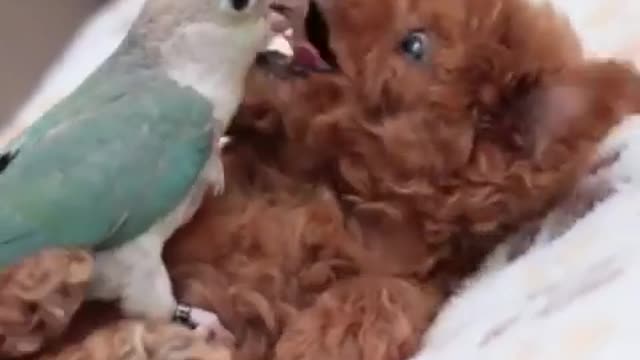 Have you seen this lovely❤️💖moment before Who has a parrot and puppy🤗Comment bellow👇