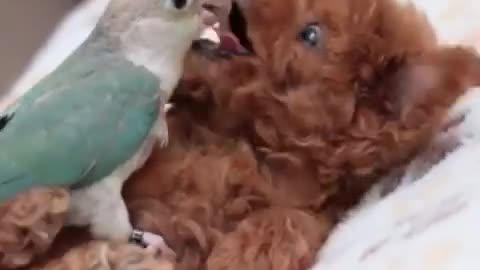 Have you seen this lovely❤️💖moment before Who has a parrot and puppy🤗Comment bellow👇