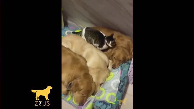 3 PUPPIES AND A CAT