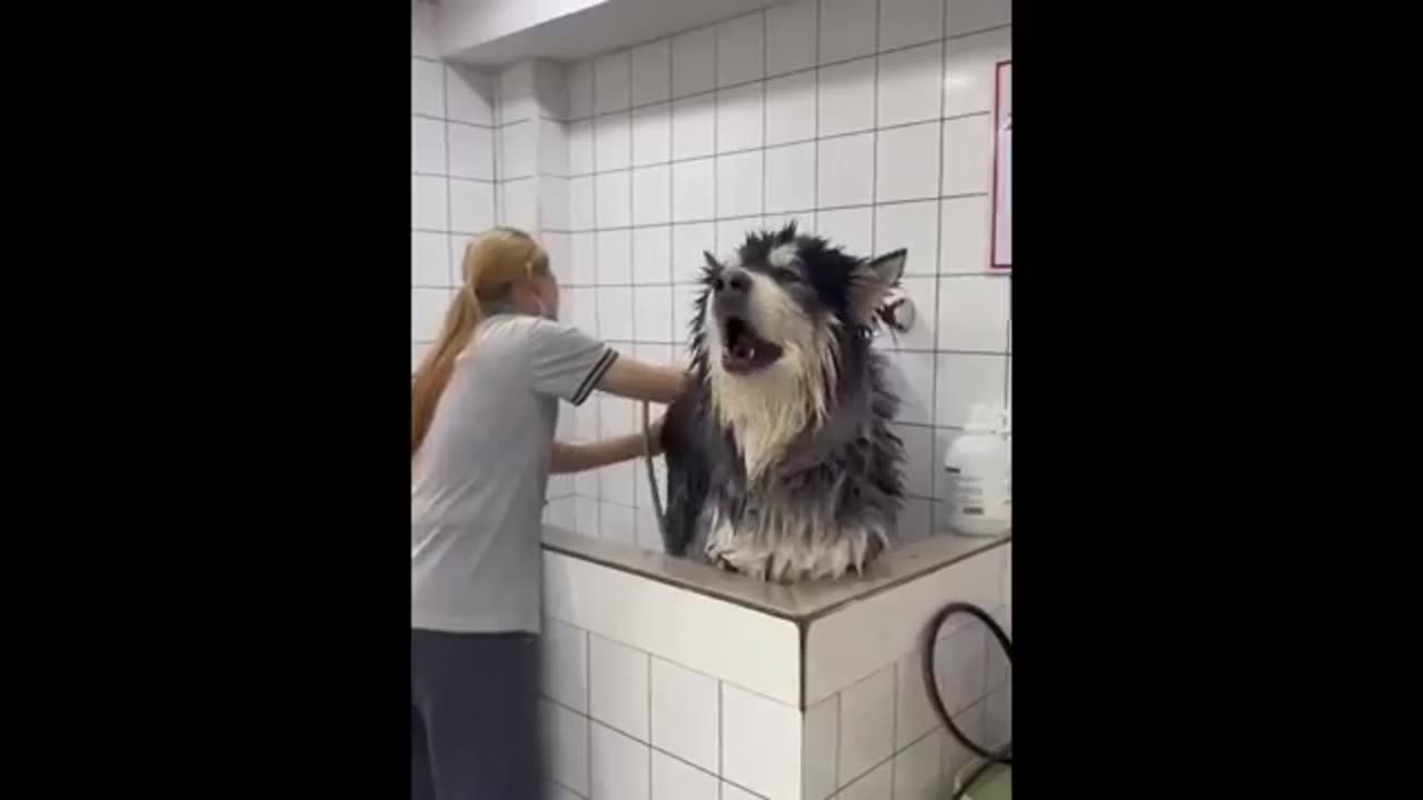 Funny cat dogs funniest videos