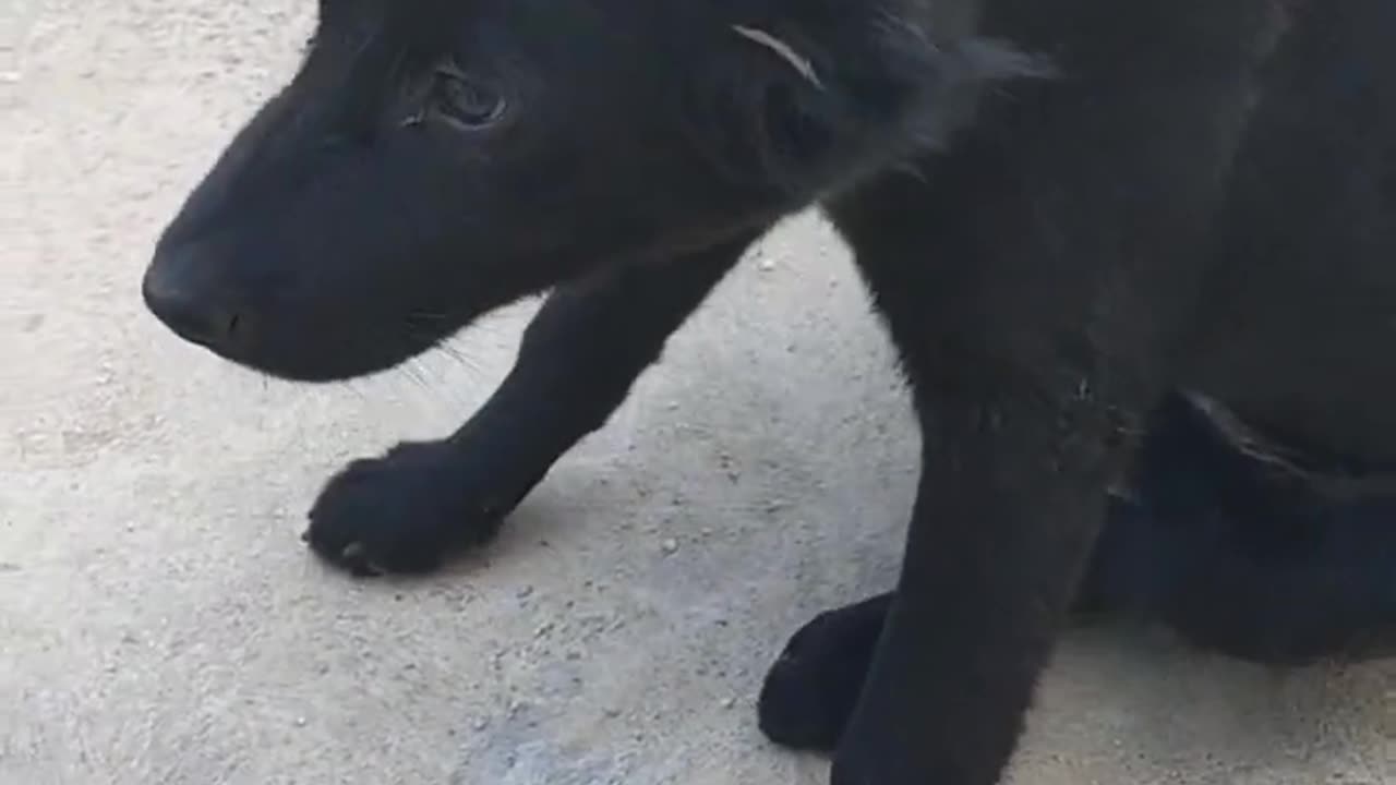 Small Black Dog #shorts #shortvideo #cutedog #dog #viral