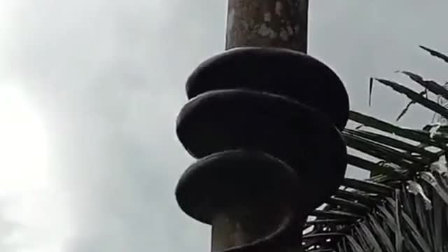 Snake climbs tree