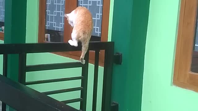 The Cat Meows Seeing what..?