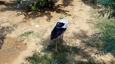 A Bird Walks In The Ground (5)