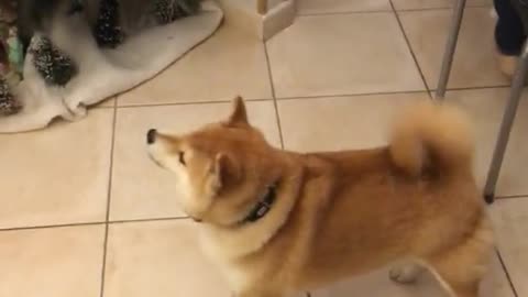 Shiba dog doesn't recognize owners dressed as santa, barks