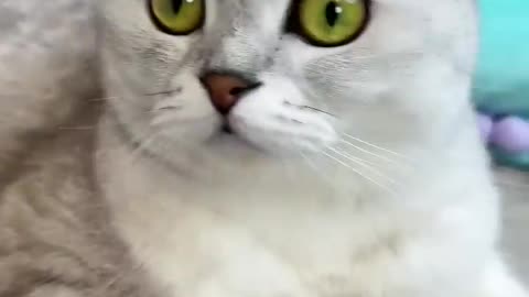 How to trick a cats -- _ cats | AnimalsFun01