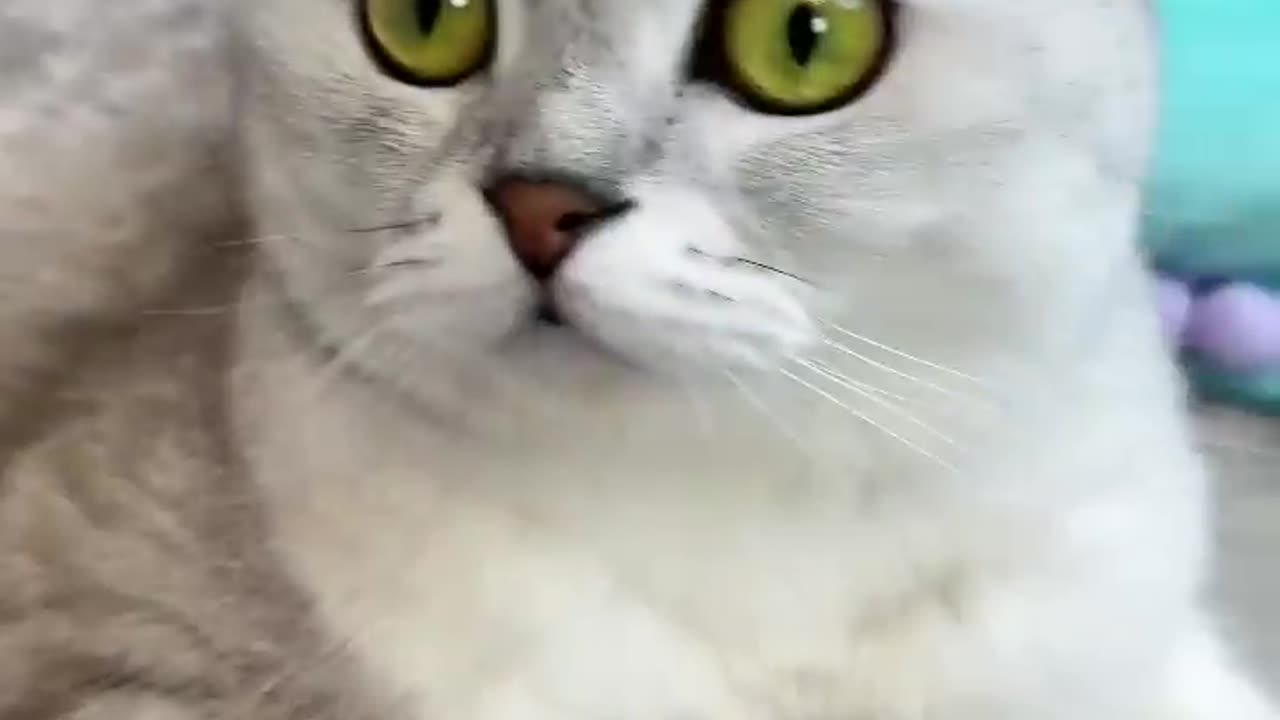 How to trick a cats -- _ cats | AnimalsFun01