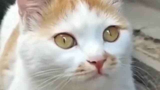 Amazing, a baby chicken standing on the head of a cute cat.