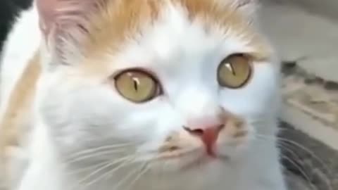 Amazing, a baby chicken standing on the head of a cute cat.