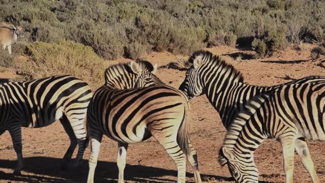 good zebra