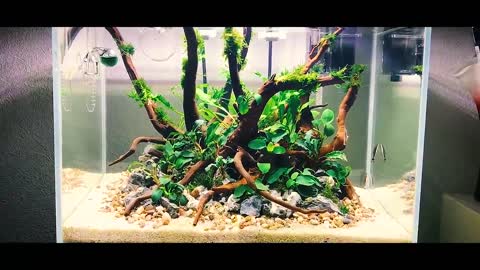 Setup Nature Aquarium Step-by-step AQUASCAPE