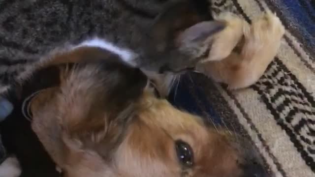 Grey cat licks brown dog