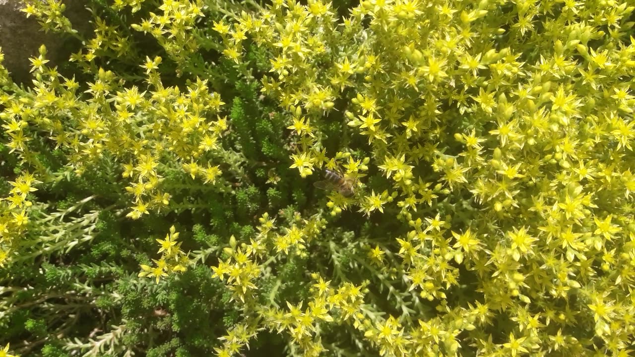 Sedum