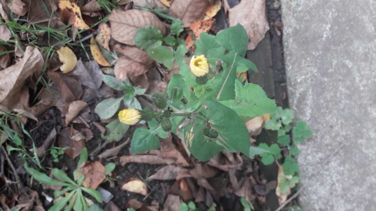 Wild flower defied winter