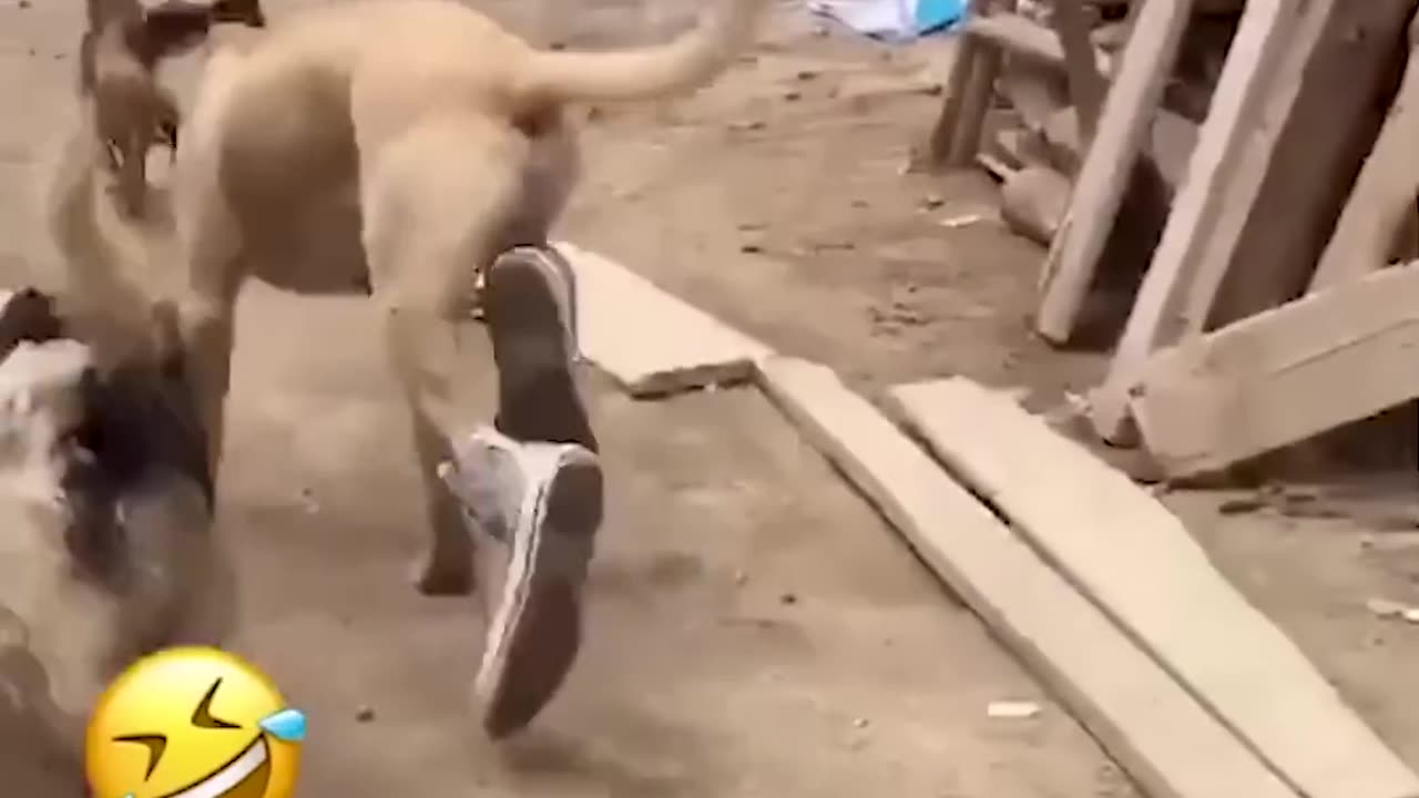 Funny Animals
