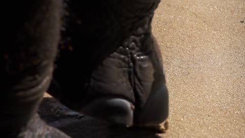 baby elephant's paws standing into the sea