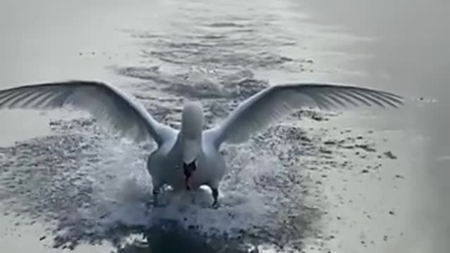 Magnifying Water Flight of Swan