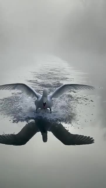 Magnifying Water Flight of Swan