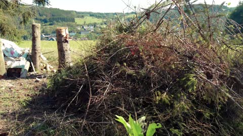 fight against the bark beetle