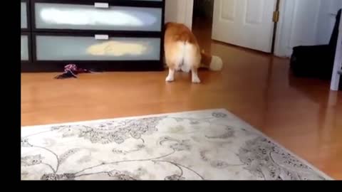 Adorable Corgi Yuki Won't Fetch w-o BEAR!!!