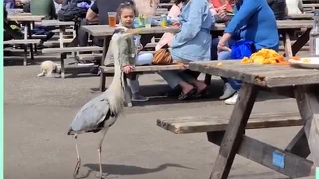 Funny bird videos
