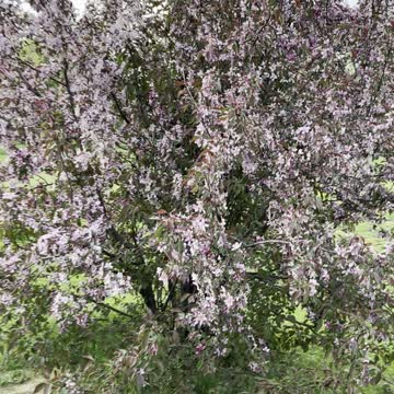 Amazing a bird’s Twitter and amazing flower tree