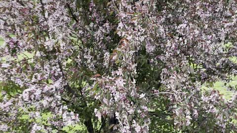 Amazing a bird’s Twitter and amazing flower tree