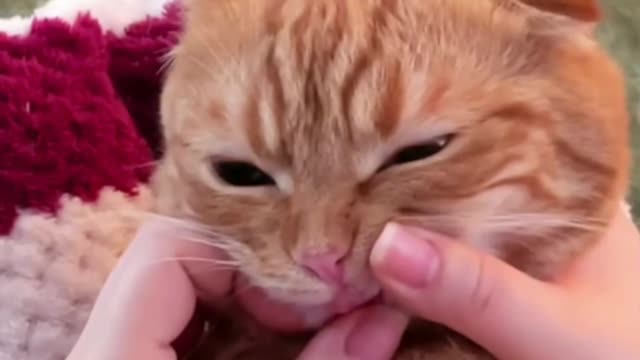 Funny cats videos for cute baby cats